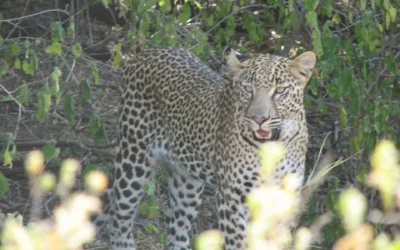 KENYA – Les grands fauves d’Afrique