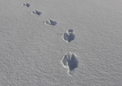 Des traces de chamois sur la neige fraiche de Val Thorens